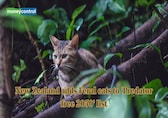 New Zealand adds Feral cats to 'Predator free 2050' list, aim to restore biodiversity