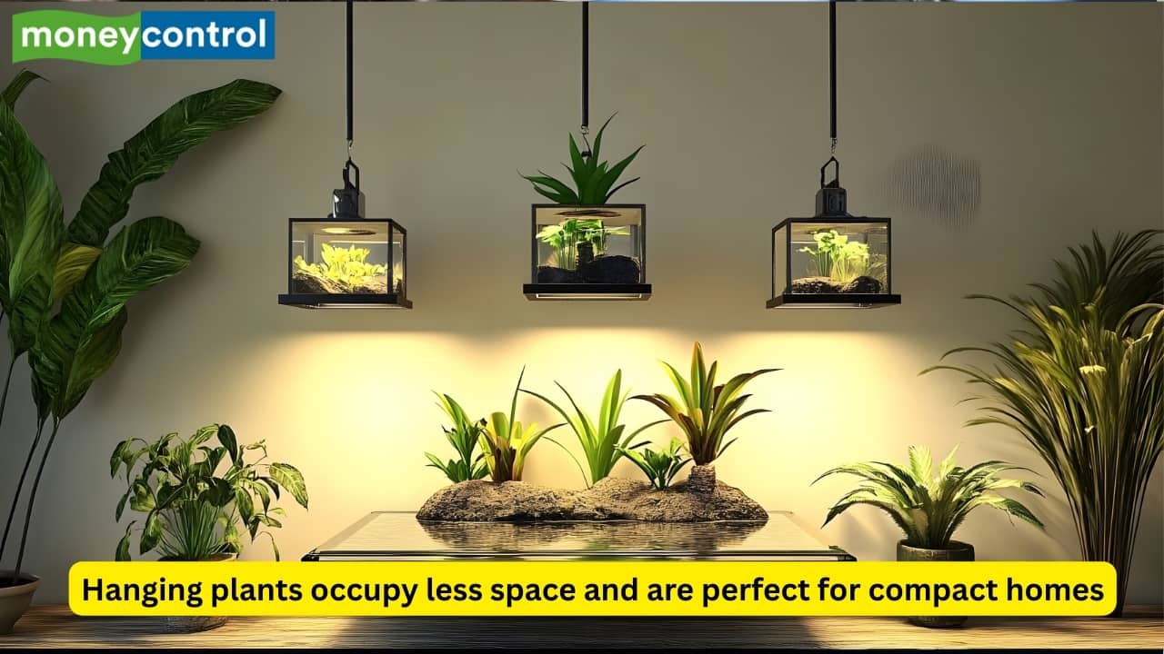 8 hanging plants to make your home look like a paradise