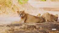 <strong>1. Gir National Park, Gujarat</strong><br />Winter is the best time to photograph the legendary Asiatic lions, who bask on sunlit plateaus and stroll through Gir’s teak forests. Clear visibility, open terrain and the park’s thriving prey base make capturing lion prides feel almost cinematic. Look for early-morning patrols along waterholes and dusty trails glowing in warm winter light.
