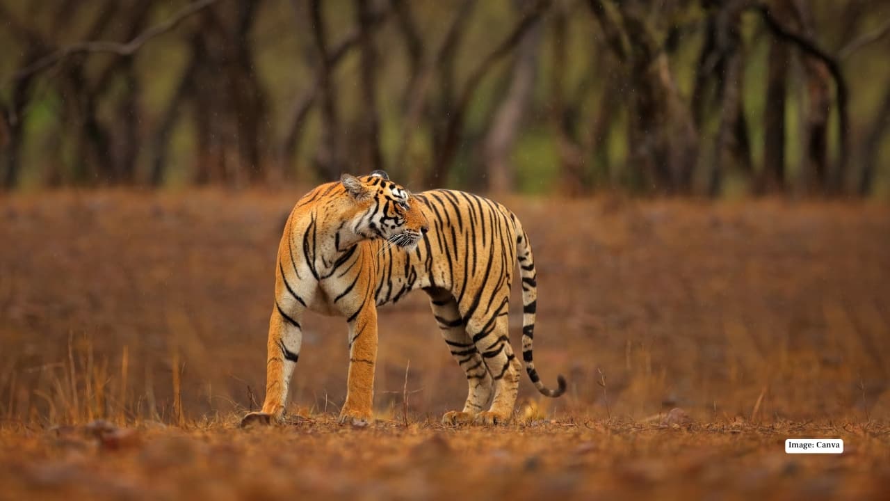 2. Ranthambore National Park, Rajasthan In winter, Ranthambore feels like a real-life movie set — tigers emerging through ancient stone arches, prowling along lakes framed by medieval forts, and resting near crumbling temples. The cool season sharpens visibility and amplifies drama, offering photographers a rare blend of wildlife action and historic grandeur in every frame.