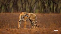 <strong>2. Ranthambore National Park, Rajasthan</strong><br />In winter, Ranthambore feels like a real-life movie set — tigers emerging through ancient stone arches, prowling along lakes framed by medieval forts, and resting near crumbling temples. The cool season sharpens visibility and amplifies drama, offering photographers a rare blend of wildlife action and historic grandeur in every frame.
