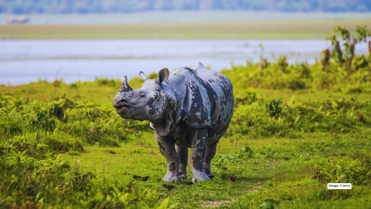 4. Kaziranga National Park, Assam Kaziranga in winter is an explosion of life — one-horned rhinos grazing in golden elephant grass, massive wild buffaloes crossing marshes, and migratory birds painting the sky. The crisp season allows clearer views across wetlands, making it easier to capture close-up action and sweeping herd shots against dramatic, low winter sun.