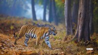 <strong>5. Tadoba-Andhari Tiger Reserve, Maharashtra</strong><br />Tadoba is known for its bold tigers, and winter only increases your chances. The dry forest opens up sight lines, and mornings bring intense activity near waterbodies. Photographers can expect intimate tiger portraits, cub interactions, and bonus sightings of leopards, wild dogs and sloth bears wandering through glowing bamboo groves.