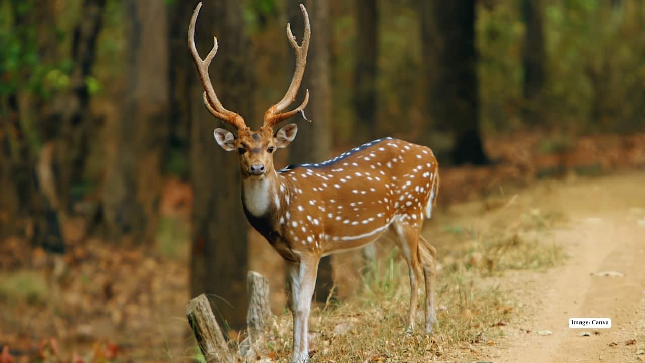 8. Kanha National Park, Madhya Pradesh Kanha’s winter meadows glow at sunrise, turning every photograph into a soft, dreamy portrait. Tigers roam through sal forests shimmering with dew, while barasingha herds graze peacefully under golden light. The diverse landscape — open grasslands, dense woods, winding rivers — offers a variety of compositions in a single safari.