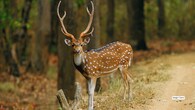 <strong>8. Kanha National Park, Madhya Pradesh</strong><br />Kanha’s winter meadows glow at sunrise, turning every photograph into a soft, dreamy portrait. Tigers roam through sal forests shimmering with dew, while barasingha herds graze peacefully under golden light. The diverse landscape — open grasslands, dense woods, winding rivers — offers a variety of compositions in a single safari.