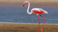 <strong>9. Rann of Kutch, Gujarat</strong><br />India’s white desert becomes alive in winter. Flamingos, cranes and desert birds gather around seasonal wetlands, while wild asses sprint across endless salt plains. The stark, minimalist landscape gives photographers a rare canvas for abstract wildlife shots, silhouettes and horizon-wide frames unlike any other habitat in the country.