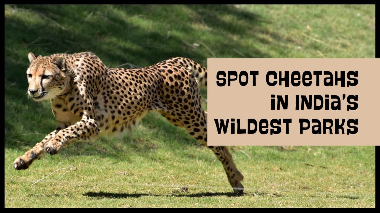 Wild and Rare: Where to to witness cheetahs roaming free in India