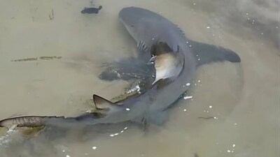 Lemon sharks target invasive fish after heavy rainfall in Fernando de Noronha