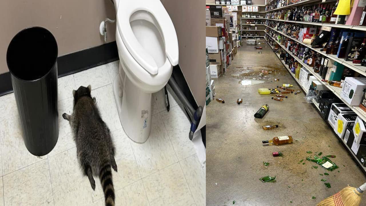 Raccoon breaks into Virginia liquor store, drinks whisky and passes out by toilet