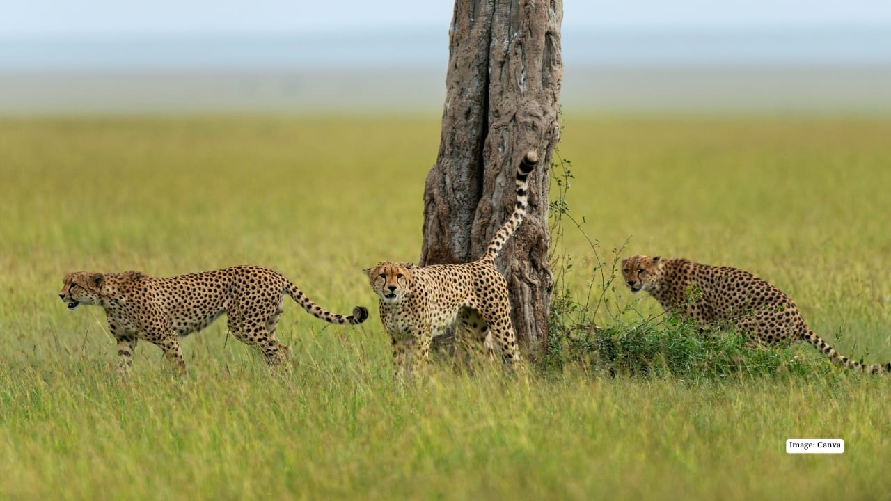 3. Maasai Mara National Reserve, Kenya The Maasai Mara is a wildlife photographer’s dream, with sprawling grasslands teeming with prey like wildebeest, zebras, and gazelles. Cheetahs here are often seen sprinting in pursuit of their next meal, especially during the Great Migration when predator activity peaks. Guided safaris provide close encounters while supporting local Maasai communities. 3. Maasai Mara National Reserve, Kenya The Maasai Mara is a wildlife photographer’s dream, with sprawling grasslands teeming with prey like wildebeest, zebras, and gazelles. Cheetahs here are often seen sprinting in pursuit of their next meal, especially during the Great Migration when predator activity peaks. Guided safaris provide close encounters while supporting local Maasai communities.