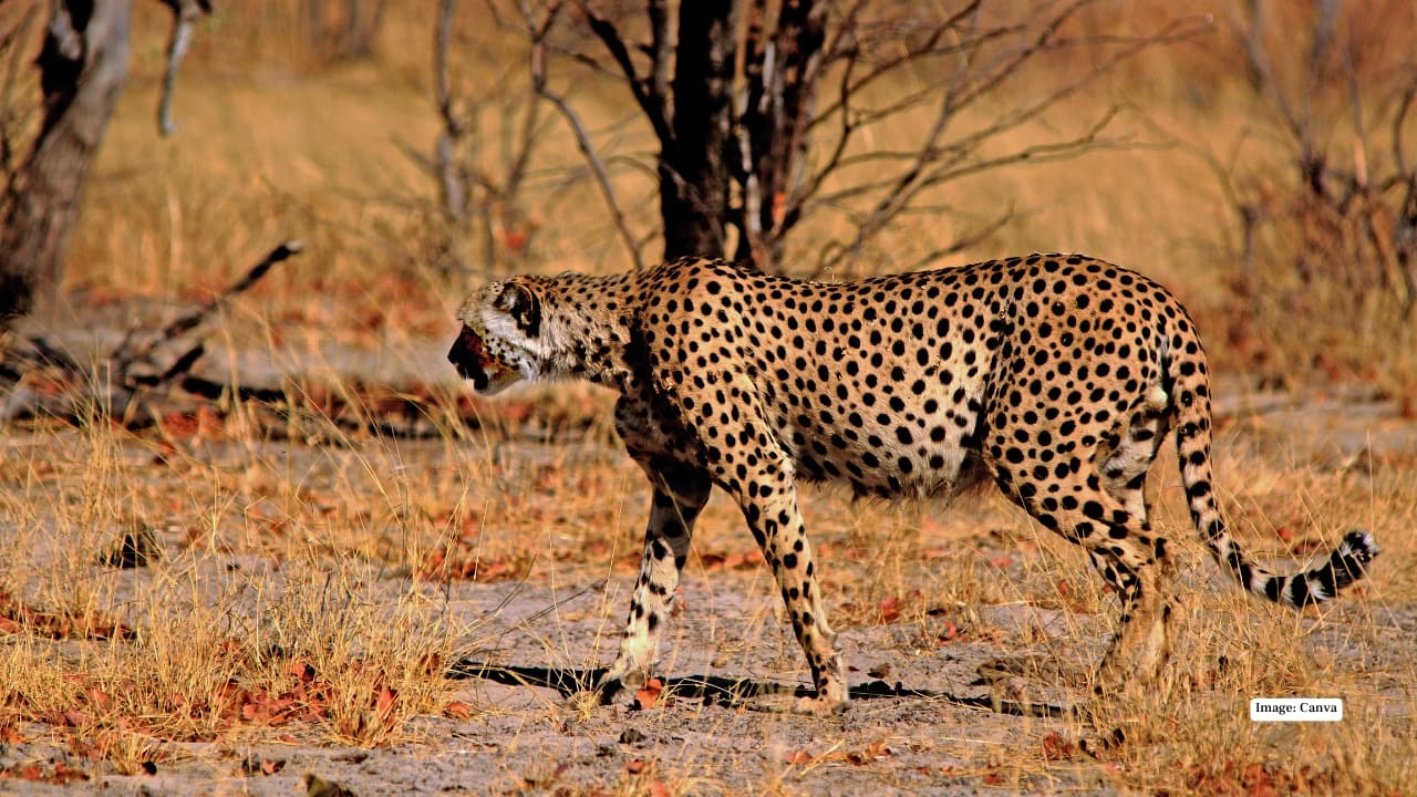 7. Hwange National Park, Zimbabwe Hwange National Park is Zimbabwe’s largest reserve, with expansive savannahs and minimal human interference. Its remote landscapes provide safe hunting grounds for cheetahs, and guided tours allow visitors to experience intimate wildlife encounters. The park is also home to large elephant herds, lions, and a variety of antelope species, enriching every safari experience. 7. Hwange National Park, Zimbabwe Hwange National Park is Zimbabwe’s largest reserve, with expansive savannahs and minimal human interference. Its remote landscapes provide safe hunting grounds for cheetahs, and guided tours allow visitors to experience intimate wildlife encounters. The park is also home to large elephant herds, lions, and a variety of antelope species, enriching every safari experience.