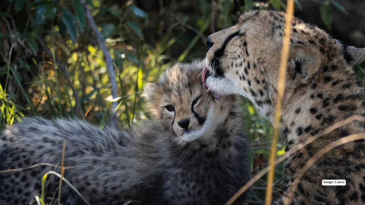8. Zakouma National Park, Chad Zakouma is an off-the-beaten-path gem in central Africa. With few tourists, the park offers intimate encounters with cheetahs in their natural habitat. Visitors can watch predator-prey interactions unfold across open savannahs while exploring wetlands, woodlands, and grasslands, making it a unique and untouched safari destination. 8. Zakouma National Park, Chad Zakouma is an off-the-beaten-path gem in central Africa. With few tourists, the park offers intimate encounters with cheetahs in their natural habitat. Visitors can watch predator-prey interactions unfold across open savannahs while exploring wetlands, woodlands, and grasslands, making it a unique and untouched safari destination.