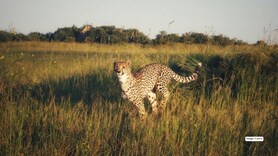 International Cheetah Day 2025: 10 epic destinations to see cheetahs roaming free in the wild!