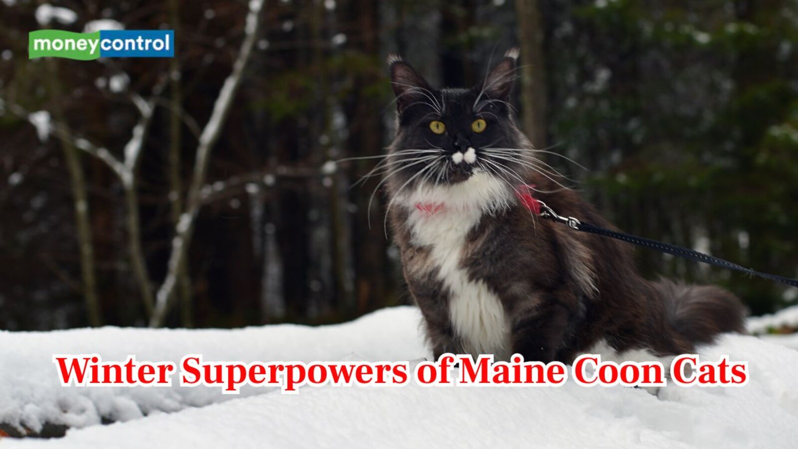 How Maine Coons Cats survive harsh winter conditions?