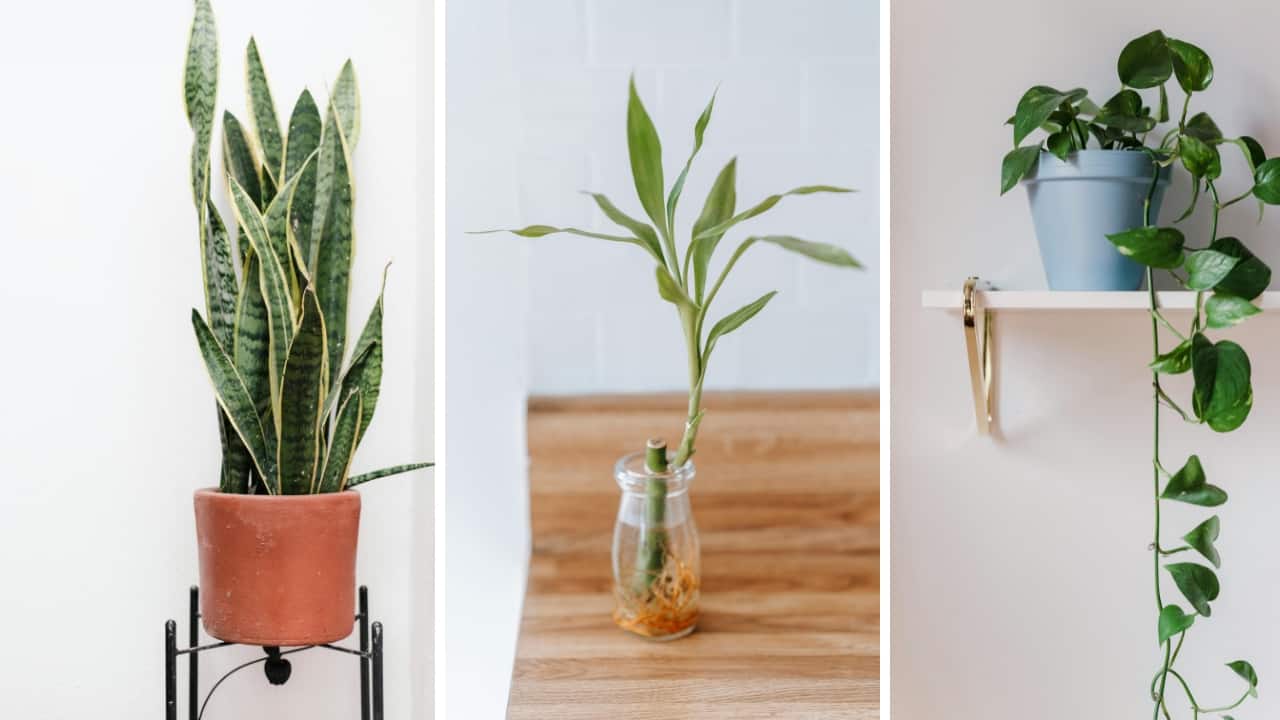 8 low-maintenance indoor plants perfect for small, windowless bathrooms
