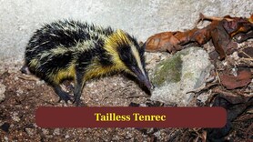 These 10 Animals Give Birth to Large Litters Only