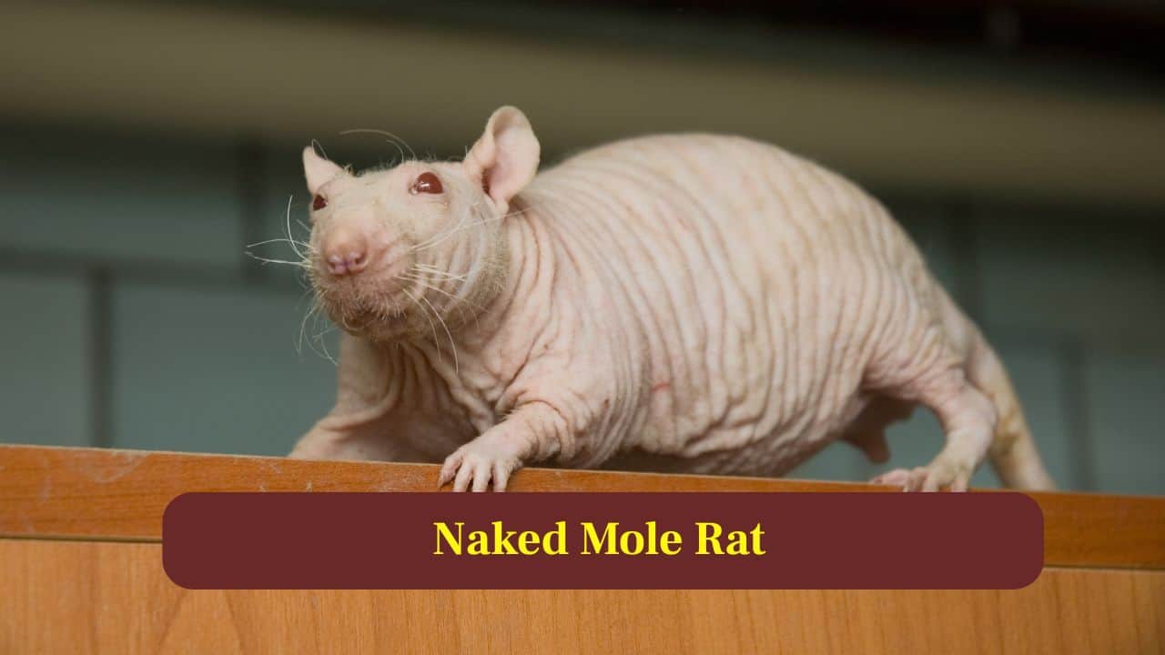 2. Naked Mole Rat: Living underground, naked mole rats produce huge litters reaching nearly thirty pups, supporting massive colonies in harsh subterranean environments. (Image: Canva)