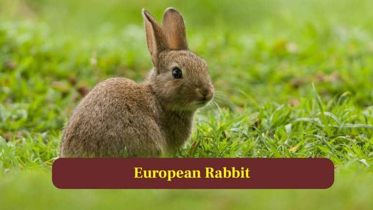 3. European Rabbit: Rabbits are famous for rapid reproduction, with females commonly delivering large litters containing up to twelve energetic kits each season. (Image: Canva)