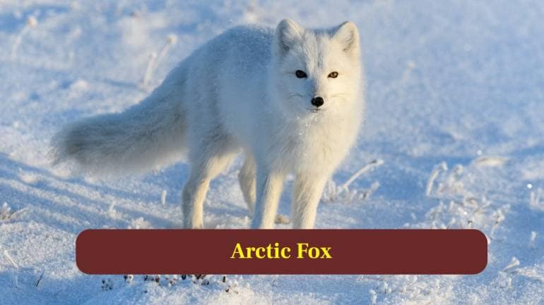 4. Arctic Fox: When food is abundant, Arctic fox mothers can birth remarkably large litters, sometimes reaching twenty pups during especially productive years. (Image: Canva)