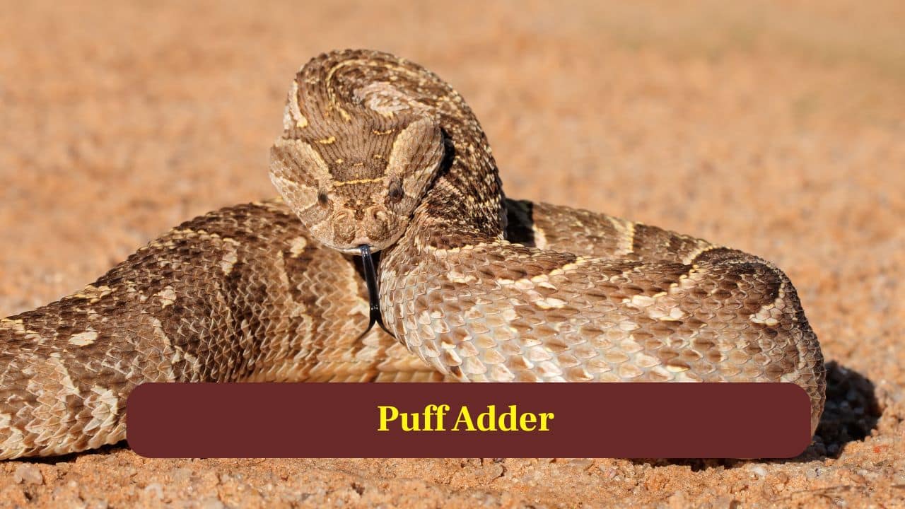 5. Puff Adder: Puff adders can birth exceptionally large broods, frequently containing dozens of young, enabling rapid recovery of populations across challenging habitats. (Image: Canva)