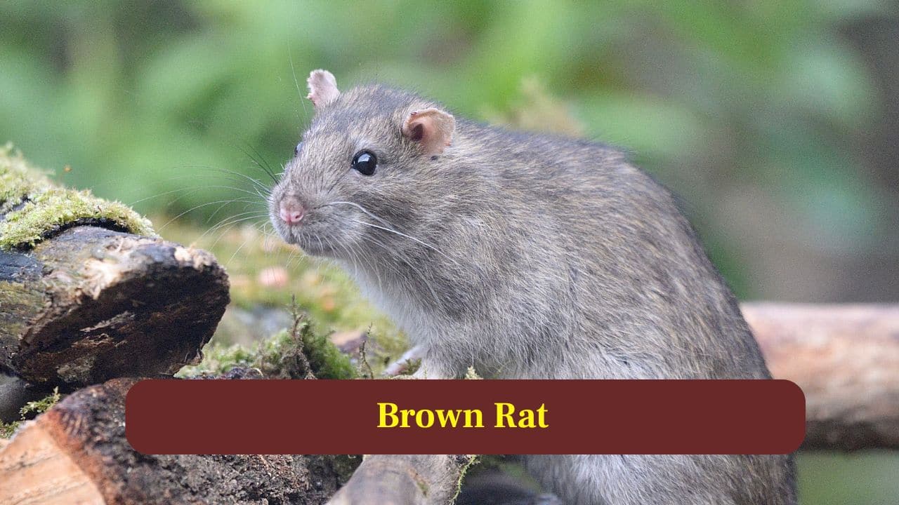 6. Brown Rat: Brown rats reproduce quickly, producing litters with around fourteen pups multiple times yearly, allowing populations to grow exceptionally fast. (Image: Canva)