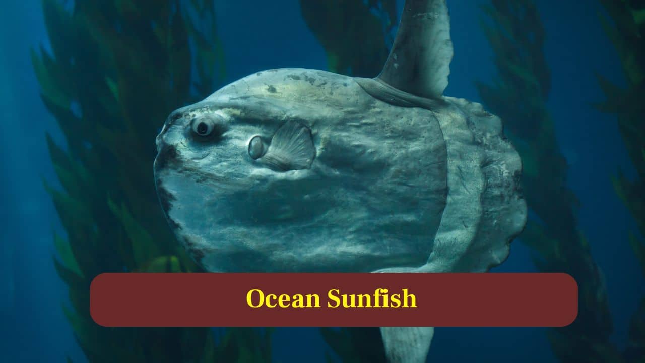 8. Ocean Sunfish: Female ocean sunfish release staggering numbers of eggs, producing enormous offspring batches designed to counter ocean predators’ overwhelming challenges. (Image: Canva)