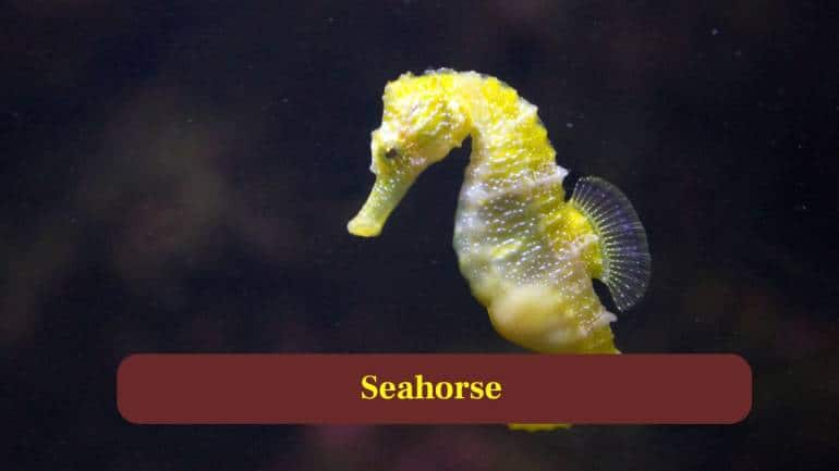 9. Seahorse: Male seahorses uniquely carry embryos and can release hundreds of tiny fry simultaneously, demonstrating one of nature’s most unusual reproductive strategies. (Image: Canva)