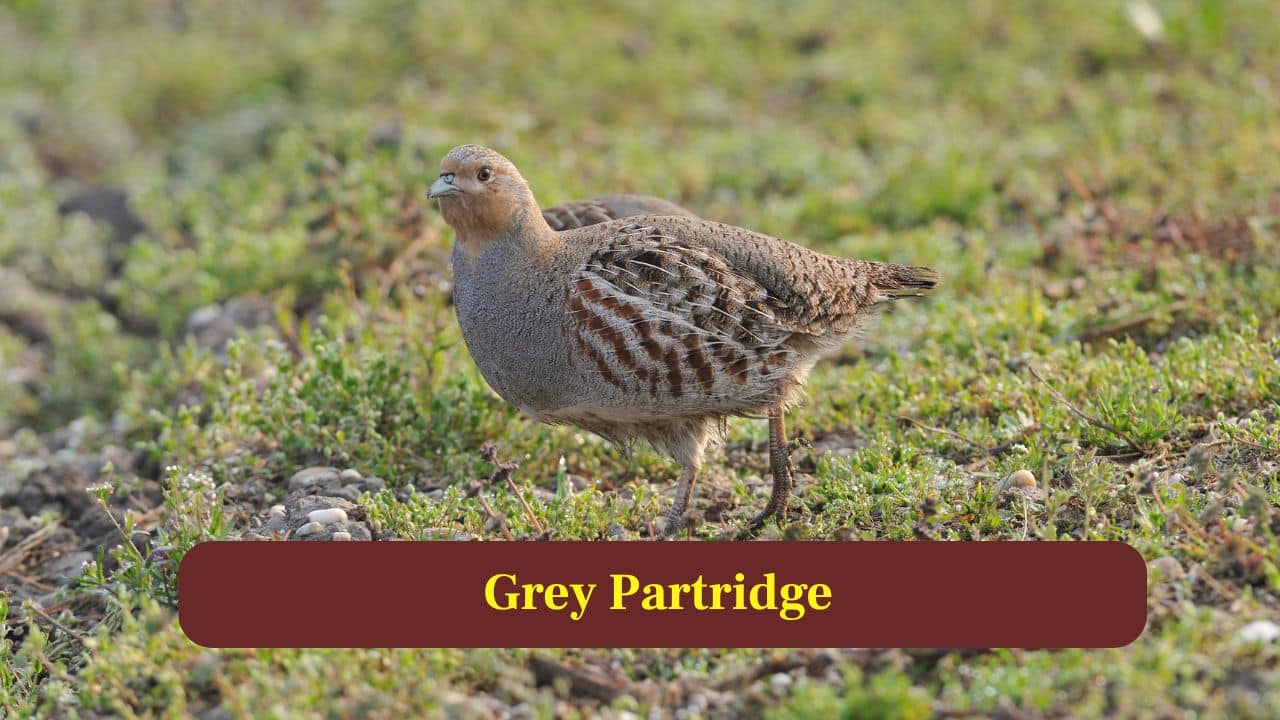 10. Grey Patridge: Grey partridges lay large clutches often exceeding twenty eggs, giving chicks a strong collective survival advantage on open farmlands. (Image: Canva)