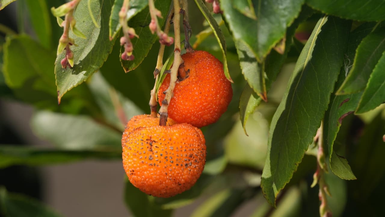 5 easy-to-grow fruit plants for Indian balconies and terrace gardens