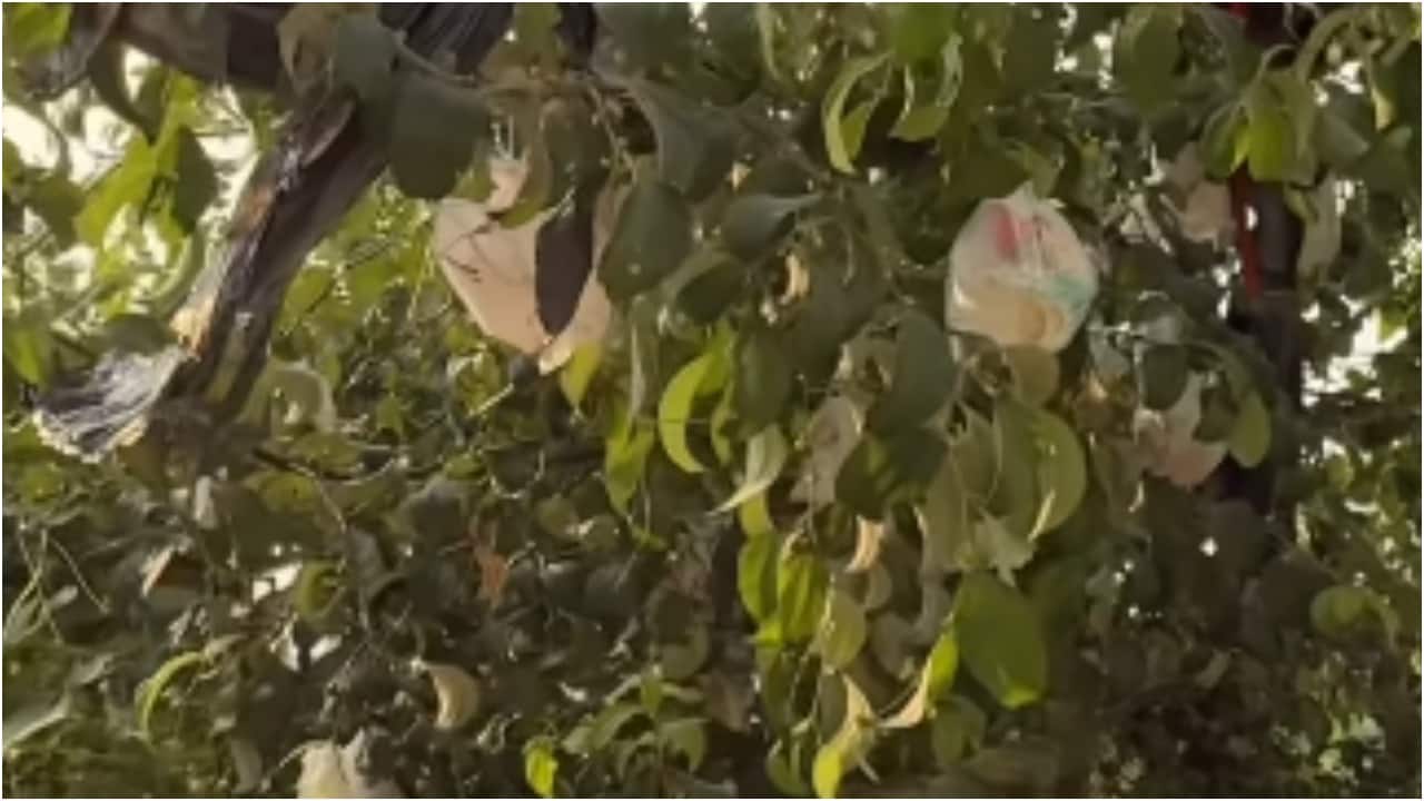 Video of 'diaper tree' outside Varanasi house triggers debate on civic sense: 'This really sucks'