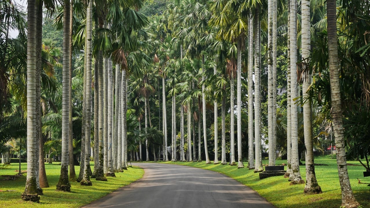 3. Bogor Botanical Gardens, West Java, Indonesia — Asia’s Tropical Green Kingdom Dating back to 1817, Bogor Botanical Gardens lies in the cool highlands of West Java, surrounded by volcanic landscapes and misty mountains. Its 200 acres showcase towering palms, serene lotus ponds, orchid houses, and a remarkable collection of Southeast Asian flora. Travellers love Bogor for its rainforest atmosphere — a place where every turn brings new shades of green, unexpected wildlife encounters, and pockets of tranquillity away from Indonesia’s buzzing cities. 3. Bogor Botanical Gardens, West Java, Indonesia — Asia’s Tropical Green Kingdom Dating back to 1817, Bogor Botanical Gardens lies in the cool highlands of West Java, surrounded by volcanic landscapes and misty mountains. Its 200 acres showcase towering palms, serene lotus ponds, orchid houses, and a remarkable collection of Southeast Asian flora. Travellers love Bogor for its rainforest atmosphere — a place where every turn brings new shades of green, unexpected wildlife encounters, and pockets of tranquillity away from Indonesia’s buzzing cities.