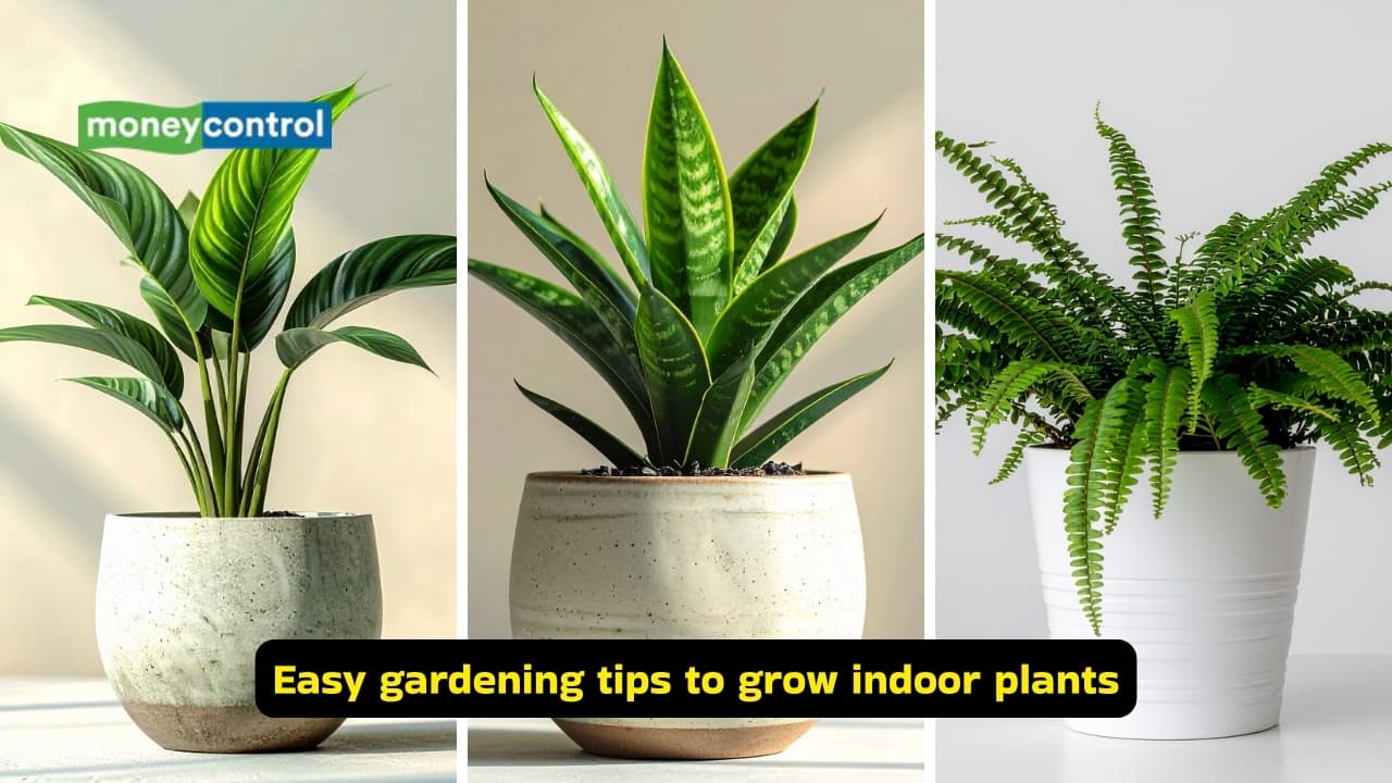 8 houseplants you should not keep in direct sunlight