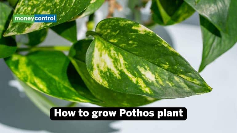 How to grow Pothos plants: Protect them by keeping them away from bright windows or installing sheer curtains to reduce the effect of harsh light