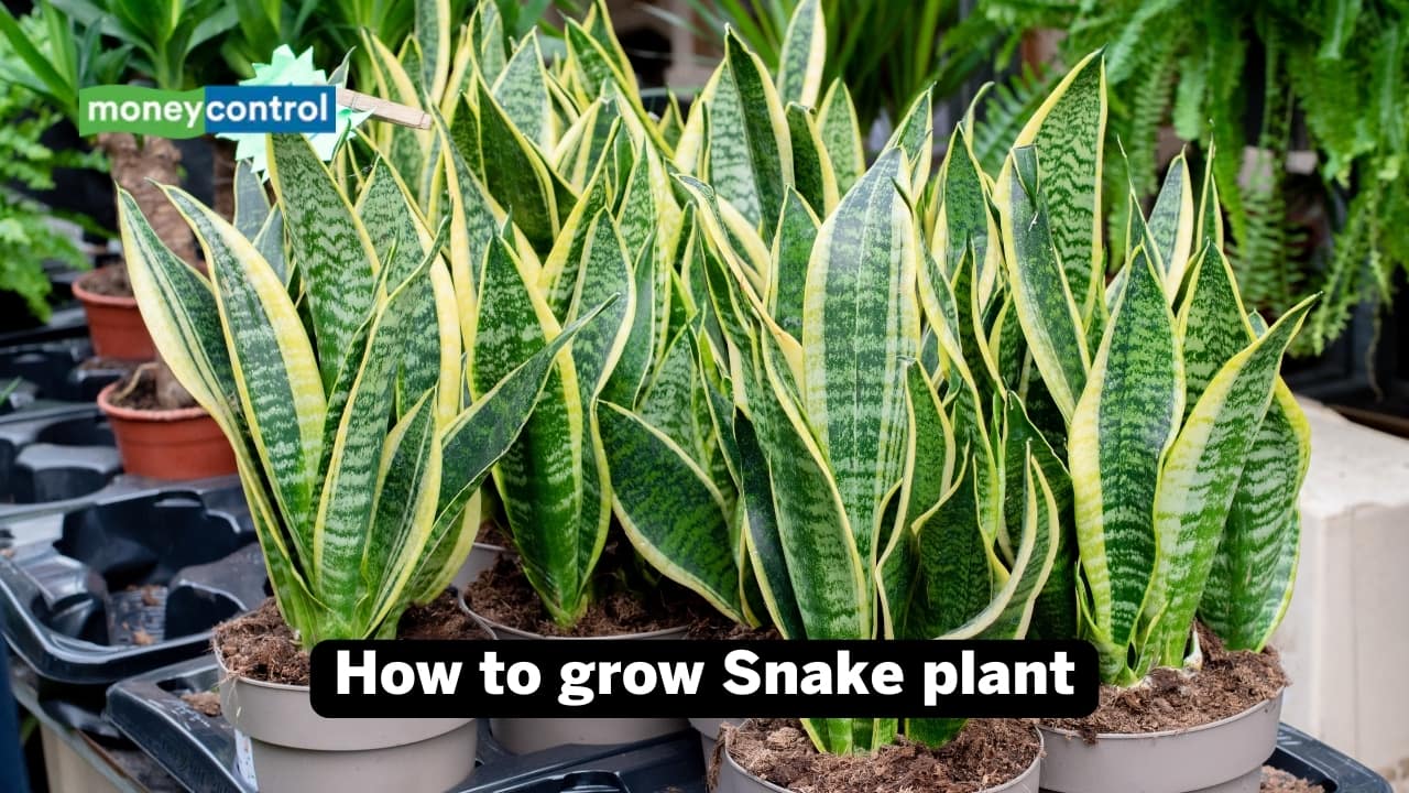 How to grow Snake Plant: Exposing it to the blazing sun may not be a good idea, as it can cause the leaves to fade 