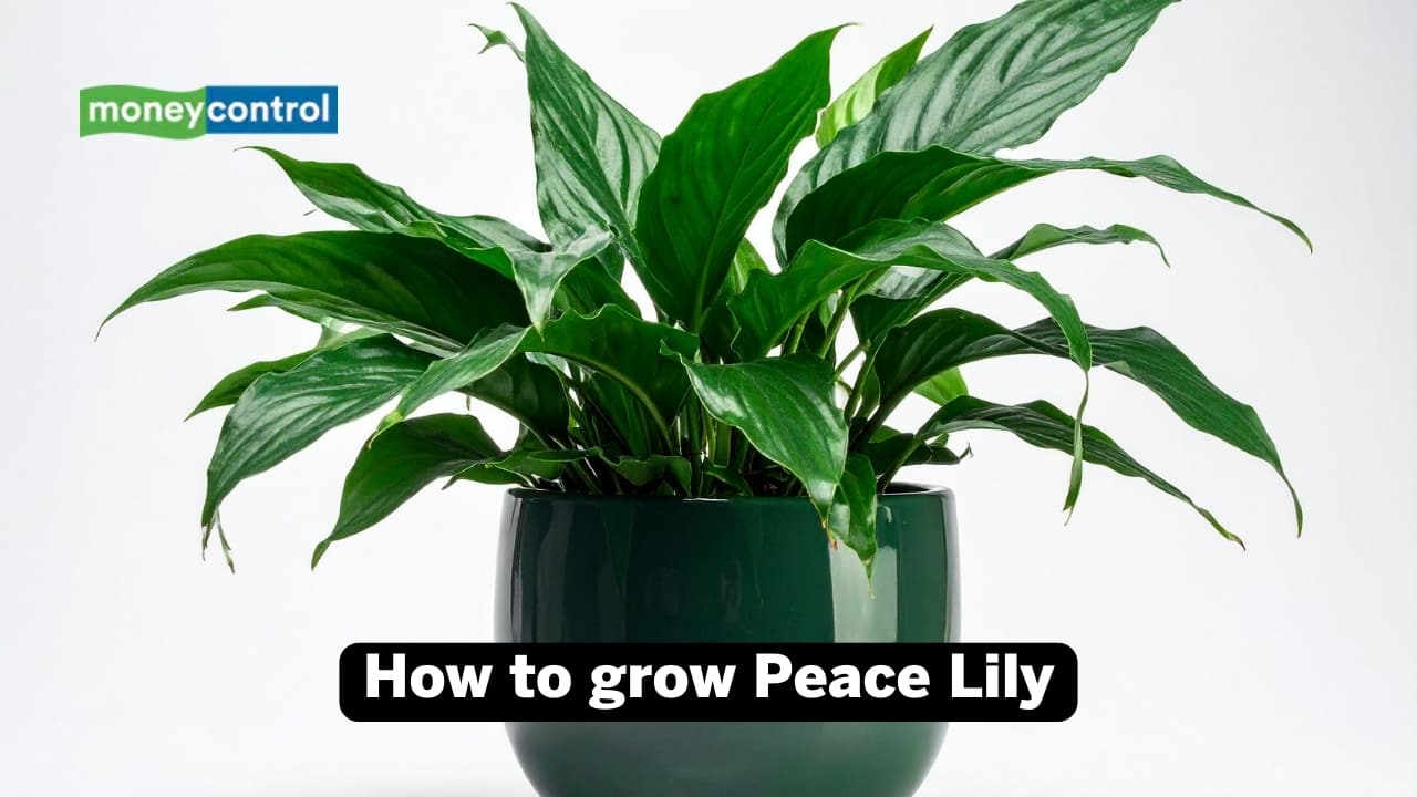 How to grow Peace Lily: Even though it can tolerate both direct and indirect sunlight, too much sun can scorch its leaves and cause it to fade