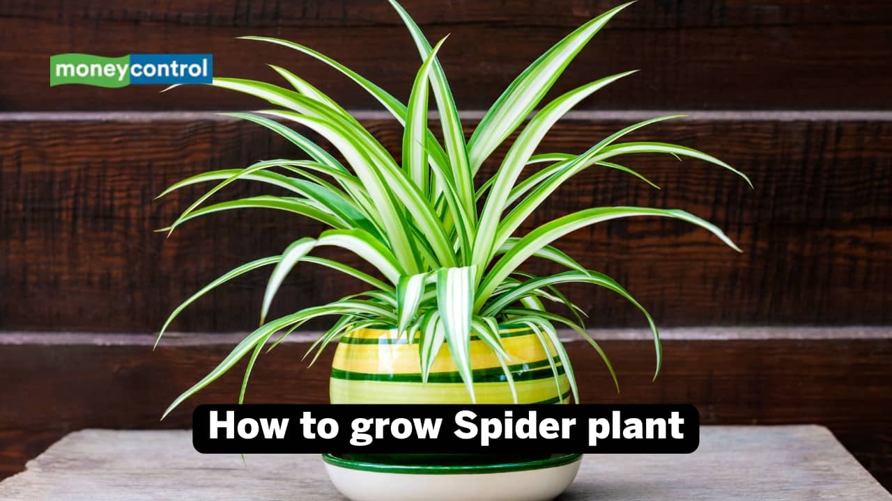 How to grow Spider plant (Image: Canva)