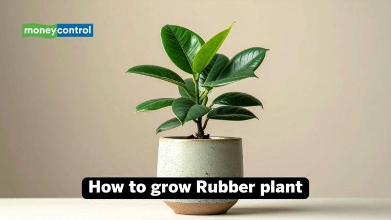 How to grow rubber plant: Only a few hours of bright, indirect sunlight is enough for them to thrive