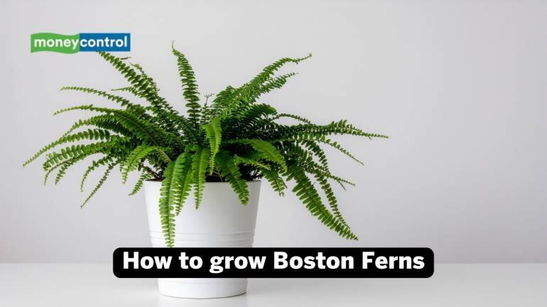 How to grow Boston Ferns (Image: Canva)