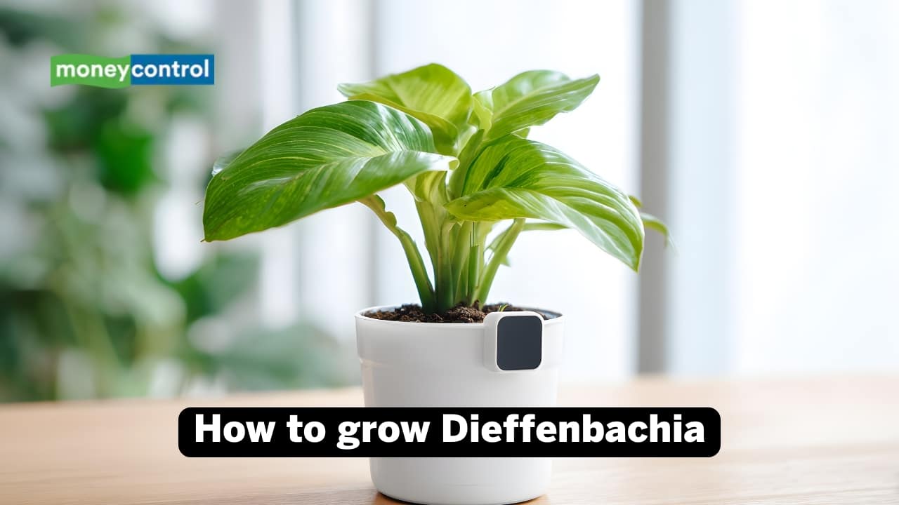 How to grow Dieffenbachia (Image: Canva)