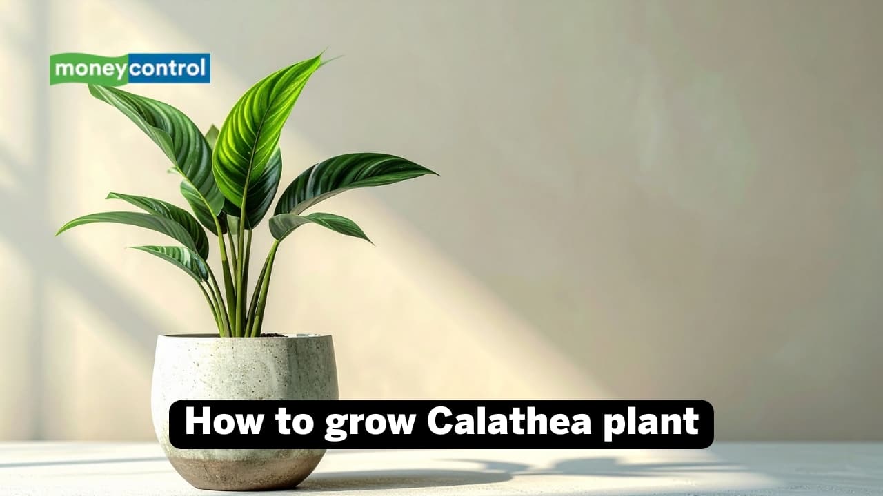 How to grow Calathea plant: It is best to keep them away from bright sunlight as it can burn their leaves or cause bleaching. 