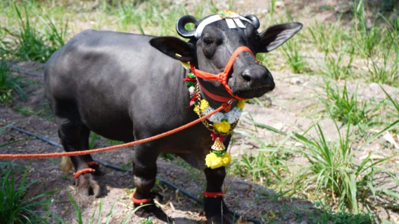 Meet Radha: India’s tiny buffalo who draws big crowds at just two feet tall