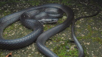 A new wolf snake species, Lycodon irwini, found in Great Nicobar Island (Image: X/@Himanshutyg_ifs)
