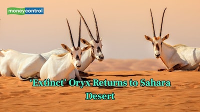 Oryx act as grazers and seed dispersers in desert habitats. (Image: Canva)