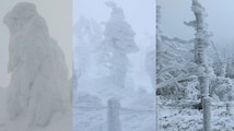 Will Japan’s famous “Snow Monsters” survive the brink? Here is what study found