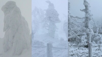 Japan’s famous snow monsters are shrinking due to pests and climate change (Image: Yanagisawa Fumitaka)