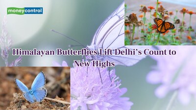 Delhi sees a stunning rise in butterflies as hilly species arrive