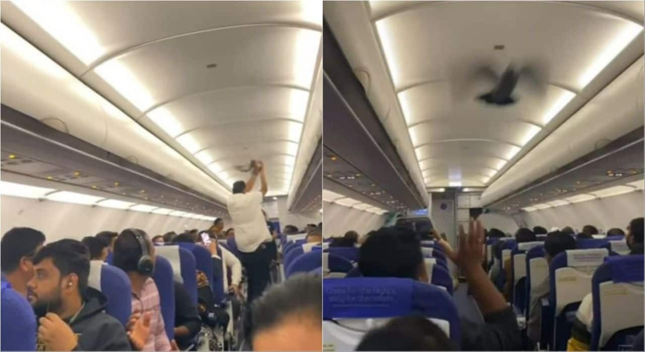 Watch: Pigeon enters Bengaluru-Vadodara IndiGo flight amid chaos, ‘decided to fly at 900kmph today’
