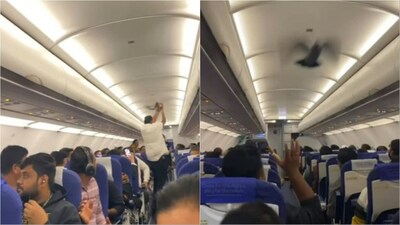 The bird was seen flying above passengers’ heads, seemingly looking for an escape. Cabin crew and a few passengers tried to catch it, but the pigeon continued to circle across the aisle. 
