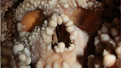 New study shows Neandertals’ large noses were not cold-climate adaptations (Image: Constantino Buzi)