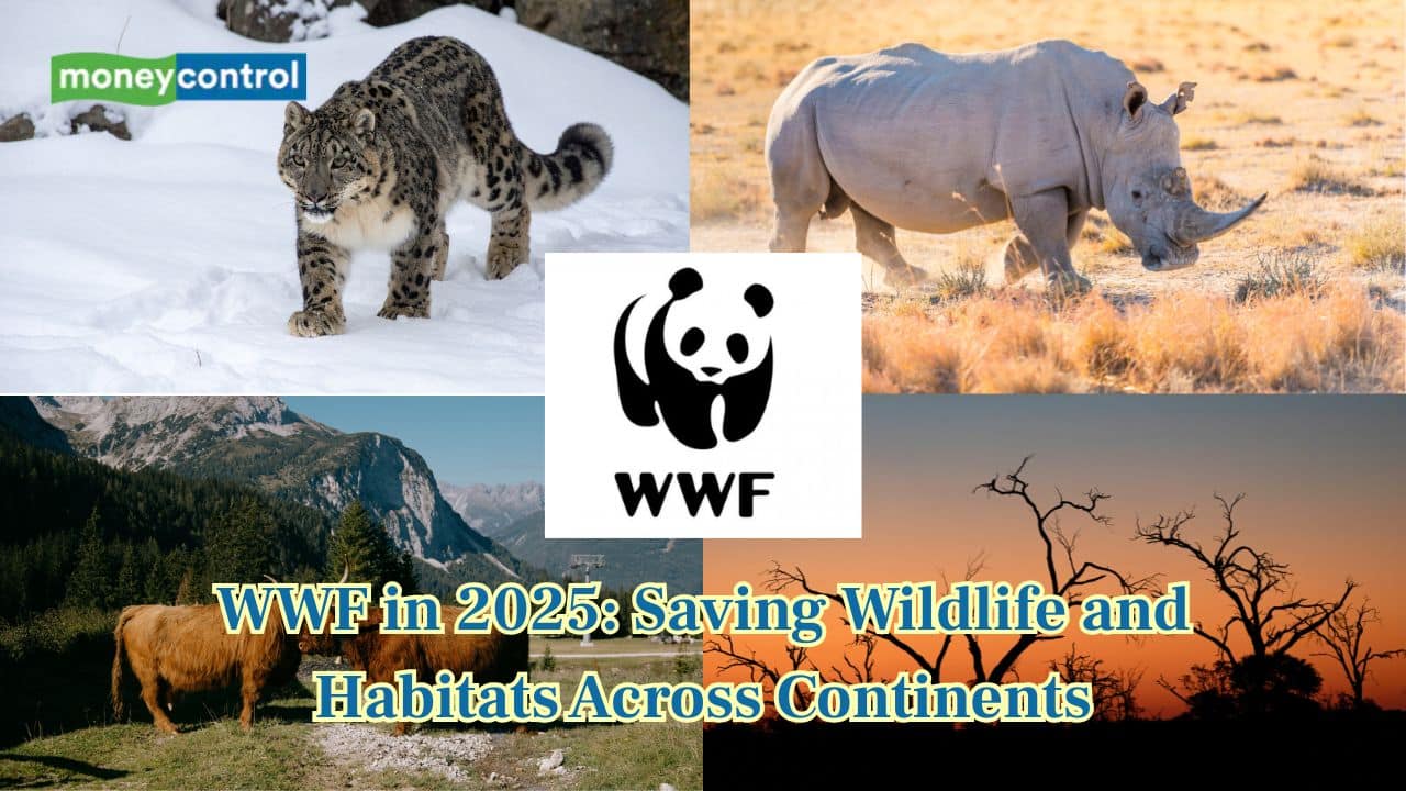 WWF in 2025: Saving endangered species across continents